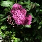 Spiraea japonicaFlor