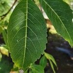 Ceiba insignis Folha