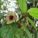 Drymonia alloplectoides Ліст