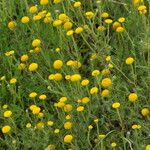 Anacyclus valentinus Tabia