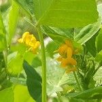 Medicago arabica Flower