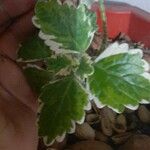 Plectranthus madagascariensis Leaf