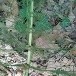 Equisetum pratense Лист