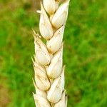 Triticum aestivum Плод