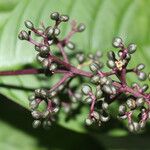 Psychotria microbotrys Fleur