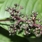 Psychotria microbotrys Λουλούδι