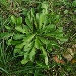 Leontodon tuberosus Leaf