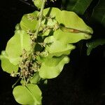 Serjania membranacea Лист