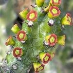 Euphorbia caerulescens ᱵᱟᱦᱟ