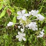Plumbago zeylanica 花