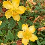 Hypericum patulum Kvet