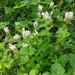 Trifolium clypeatum Bloem