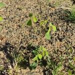 Desmodium tortuosum Yeri