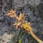 Carex oederi Фрукт