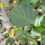 Solanum nigrumLeaf