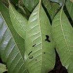 Pouteria reticulata Hoja