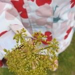 Smyrnium perfoliatum Kvet