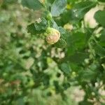 Baccharis pilularis Flor