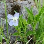 Viola elatior Leaf