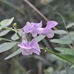 Vicia sylvatica Floare