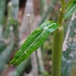 Ceropegia dichotoma Leaf