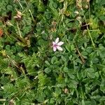 Erodium cicutarium Flower