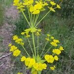Euphorbia biumbellata Fleur