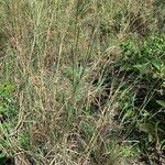 Bothriochloa bladhii عادت داشتن