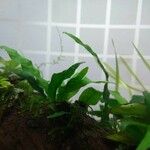 Microsorum pteropus Leaf