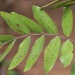 Julbernardia globiflora Folio