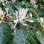 Lonicera maackii Fleur