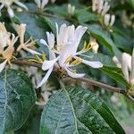 Lonicera maackii പുഷ്പം