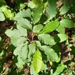 Nothofagus obliqua Hoja