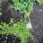 Oenothera gauraFlower