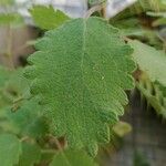 Tetradenia riparia Leaf