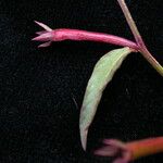 Ludwigia hyssopifolia Habit