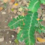 Phyllanthus amarus 葉