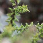 Erica galioides Hoja