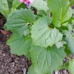 Doronicum orientale Blatt