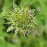 Knautia macedonica Fruit