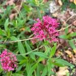 Valeriana lecoqii Blomst