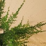 Ficus repens Листок