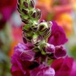 Antirrhinum