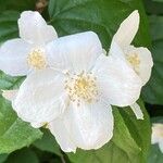 Philadelphus coronariusBlüte