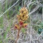 Orobanche gracilis Kwiat