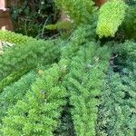 Asparagus divaricatus Folha