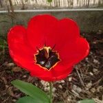 Tulipa gesnerianaFlower