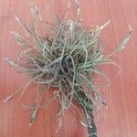 Tillandsia recurvata पत्ता