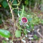 Paederia foetida Fiore