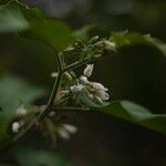 Solanum torvumFlower